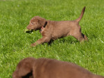 5 weken oud Toos